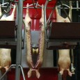 Aujourd'hui, nous mangeons de plus en plus de viande et notamment du porc ...